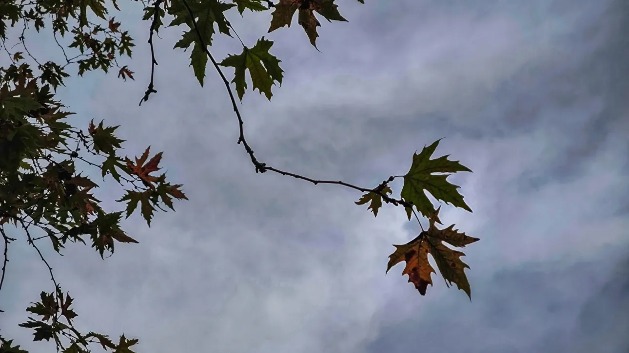 الطقس: زيادة في الغيوم و هطول أمطار محلية - انخفاض في درجات الحرارة