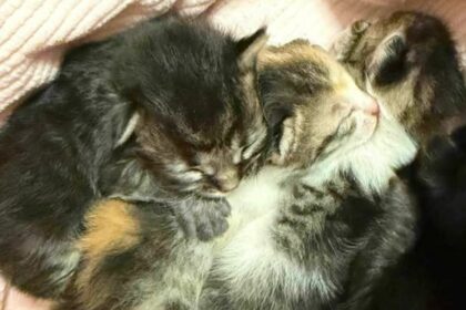 رفع دعوى قضائية ضد رجل في أغرينيو: يُزعم أنه تخلى عن قطط صغيرة في كيس و قد ألقت السلطات القبض عليه