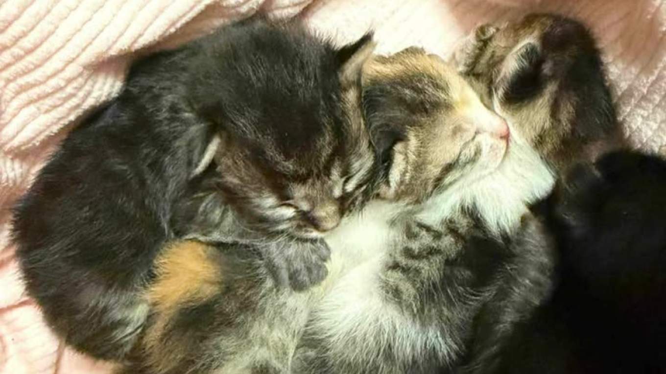 رفع دعوى قضائية ضد رجل في أغرينيو: يُزعم أنه تخلى عن قطط صغيرة في كيس و قد ألقت السلطات القبض عليه