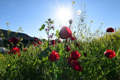الطقس: صافٍ مع وجود بعض السحب - درجة الحرارة ٢٦ درجة في اتيكا
