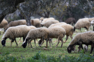 وزارة التنمية الريفية: ٤٨ حالة إصابة بمرض الحمى القلاعية في ليسفوس