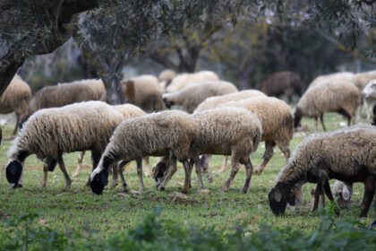 وزارة التنمية الريفية: ٤٨ حالة إصابة بمرض الحمى القلاعية في ليسفوس