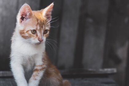 حُكم على رجل بالسجن ست سنوات لإطلاقه النار على قطة صغيرة و إصابتها في جزيرة ليسفوس